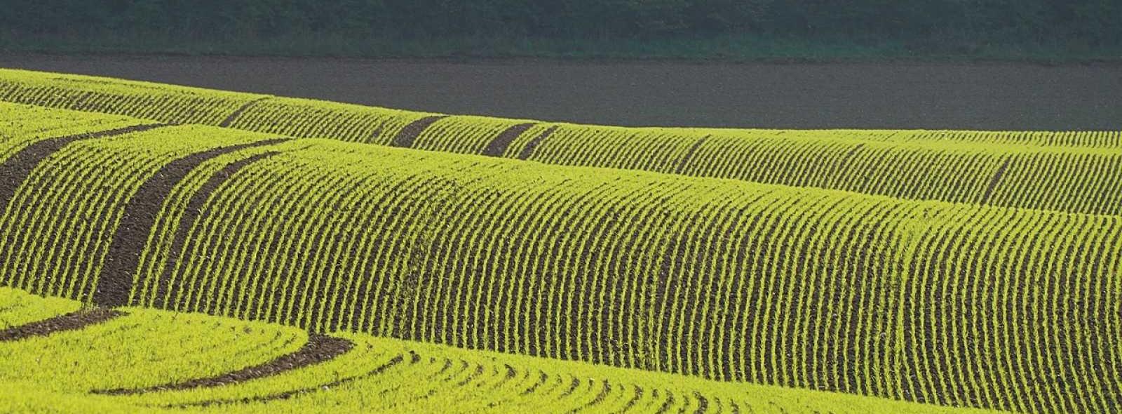 Master di II livello in "One health: agricoltura e ambiente": ammissioni fino al 31 ottobre 2026, ore 12:00